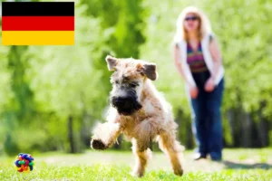 Read more about the article Irish Soft Coated Wheaten Terrier Züchter und Welpen in Deutschland