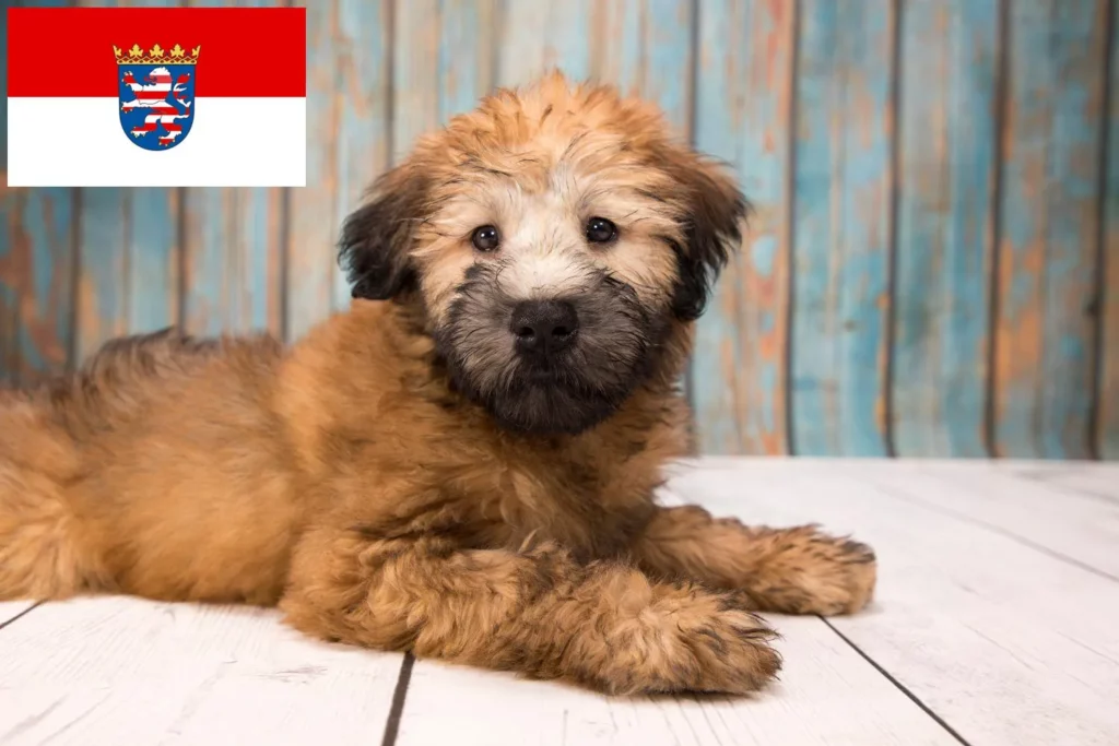 Irish Soft Coated Wheaten Terrier Zu Verkaufen Irish Soft Coated Wheaten Terrier Züchter und Welpen in Hessen - DogWeb