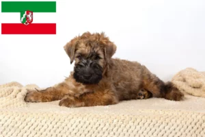 Read more about the article Irish Soft Coated Wheaten Terrier Züchter und Welpen in Nordrhein-Westfalen