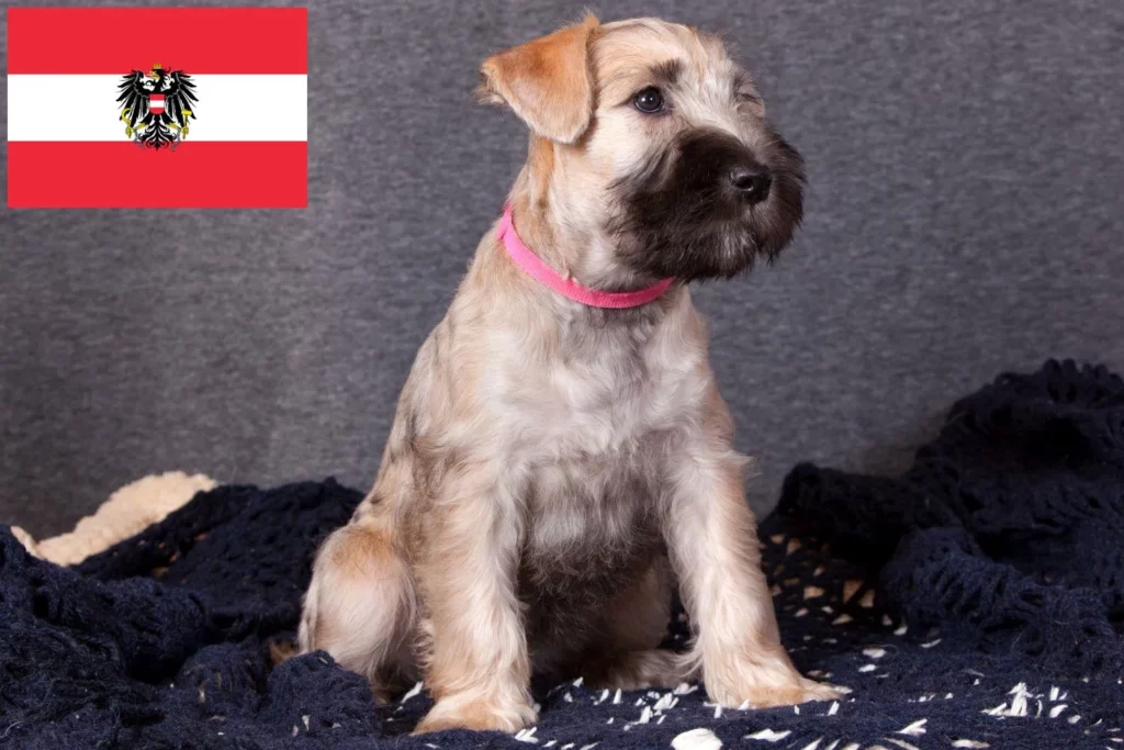 Irish Soft Coated Wheaten Terrier Züchter mit Welpen Österreich