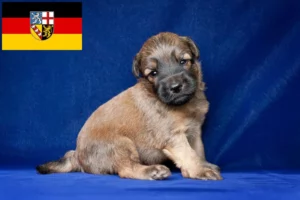 Read more about the article Irish Soft Coated Wheaten Terrier Züchter und Welpen im Saarland