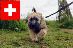Read more about the article Irish Soft Coated Wheaten Terrier Züchter und Welpen in der Schweiz