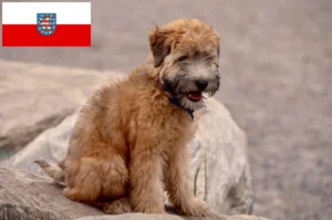 Read more about the article Irish Soft Coated Wheaten Terrier Züchter und Welpen in Thüringen