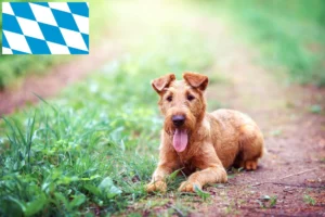 Read more about the article Irish Terrier Züchter und Welpen in Bayern