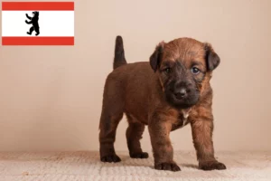 Read more about the article Irish Terrier Züchter und Welpen in Berlin