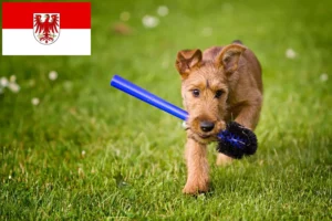 Read more about the article Irish Terrier Züchter und Welpen in Brandenburg