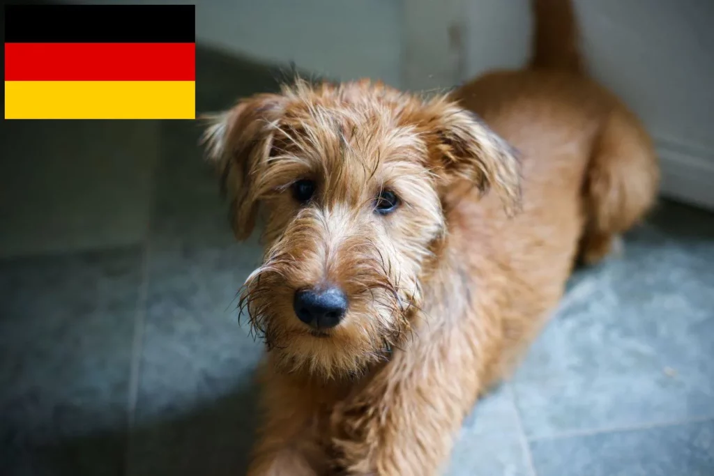 Irish Terrier Züchter mit Welpen Deutschland