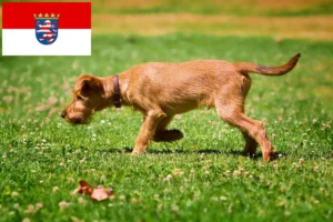 Read more about the article Irish Terrier Züchter und Welpen in Hessen