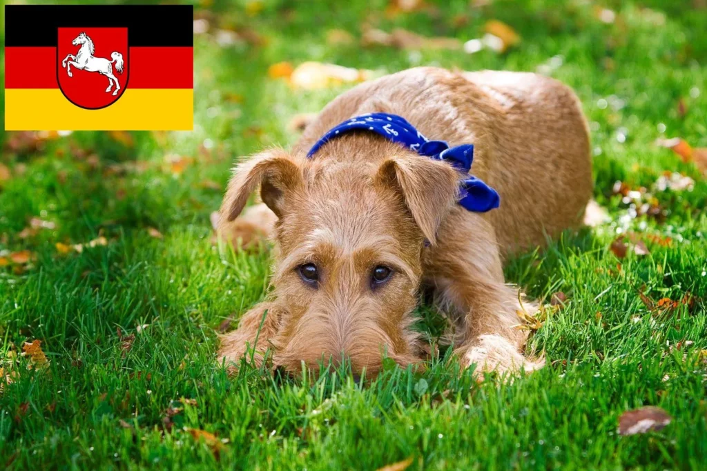 Irish Terrier Züchter mit Welpen Niedersachsen