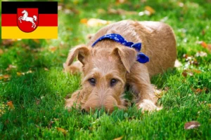 Read more about the article Irish Terrier Züchter und Welpen in Niedersachsen