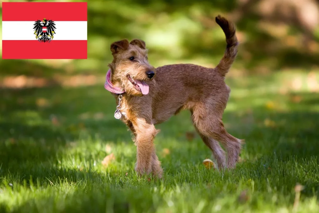 Irish Terrier Züchter mit Welpen Österreich