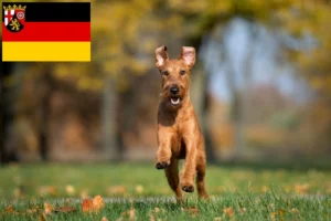 Read more about the article Irish Terrier Züchter und Welpen in Rheinland-Pfalz