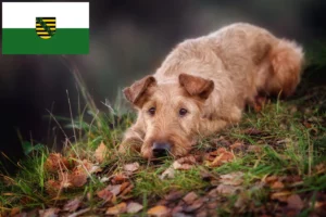 Read more about the article Irish Terrier Züchter und Welpen in Sachsen