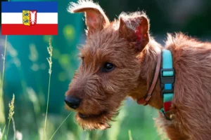 Read more about the article Irish Terrier Züchter und Welpen in Schleswig-Holstein