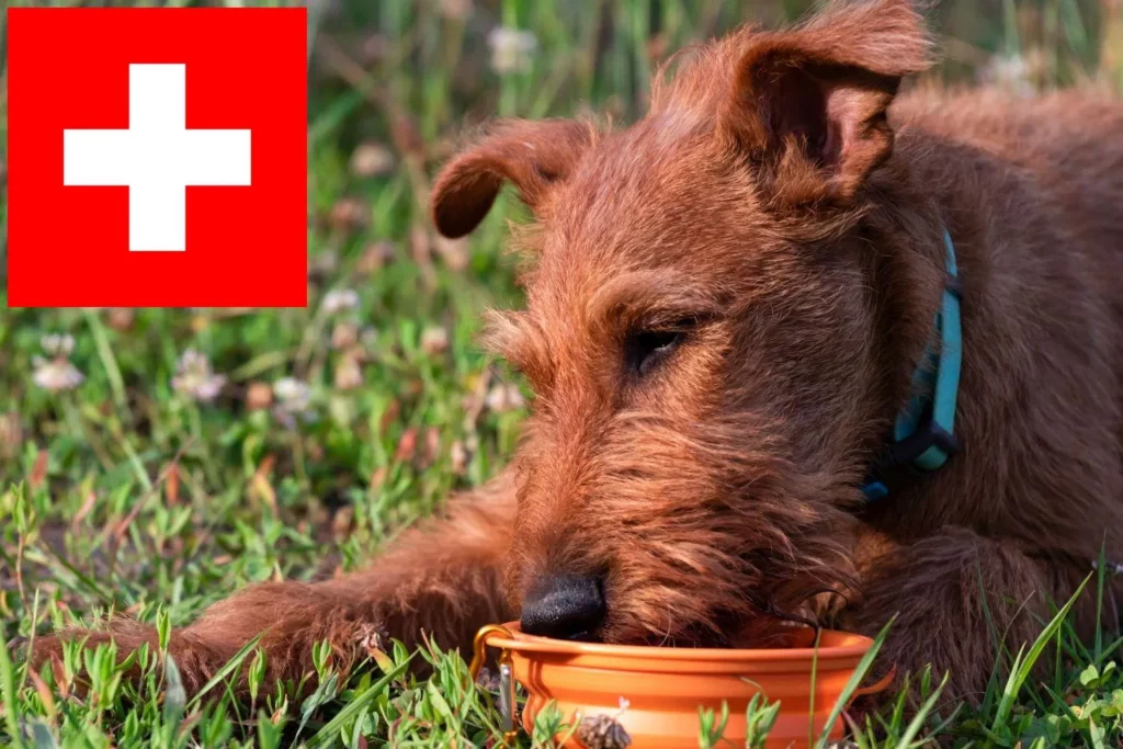 Irish Terrier Züchter mit Welpen Schweiz