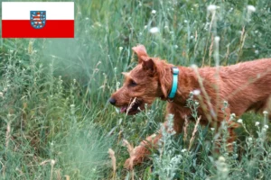 Read more about the article Irish Terrier Züchter und Welpen in Thüringen