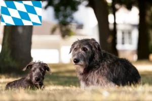 Read more about the article Irish Wolfhound Züchter und Welpen in Bayern