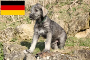 Read more about the article Irish Wolfhound Züchter und Welpen in Deutschland