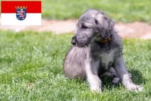 Read more about the article Irish Wolfhound Züchter und Welpen in Hessen