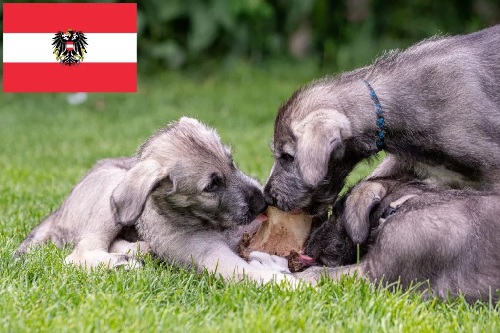 Irish Wolfhound Züchter mit Welpen Österreich