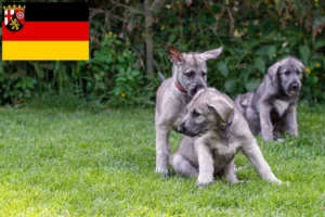Read more about the article Irish Wolfhound Züchter und Welpen in Rheinland-Pfalz