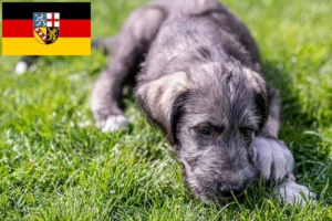 Read more about the article Irish Wolfhound Züchter und Welpen im Saarland