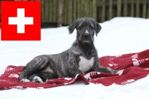 Read more about the article Irish Wolfhound Züchter und Welpen in der Schweiz