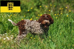 Read more about the article Lagotto Romagnolo Züchter und Welpen in Baden-Württemberg