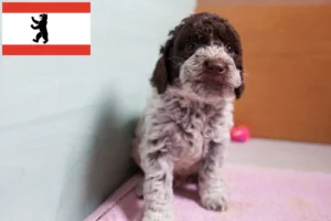 Read more about the article Lagotto Romagnolo Züchter und Welpen in Berlin