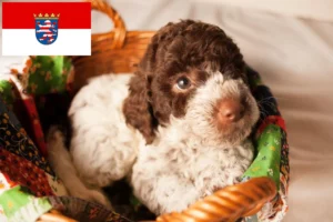 Read more about the article Lagotto Romagnolo Züchter und Welpen in Hessen