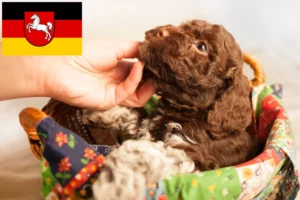 Read more about the article Lagotto Romagnolo Züchter und Welpen in Niedersachsen