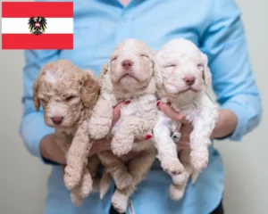 Read more about the article Lagotto Romagnolo Züchter und Welpen in Österreich