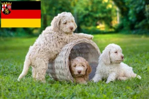 Read more about the article Lagotto Romagnolo Züchter und Welpen in Rheinland-Pfalz