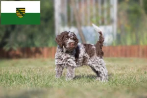 Read more about the article Lagotto Romagnolo Züchter und Welpen in Sachsen