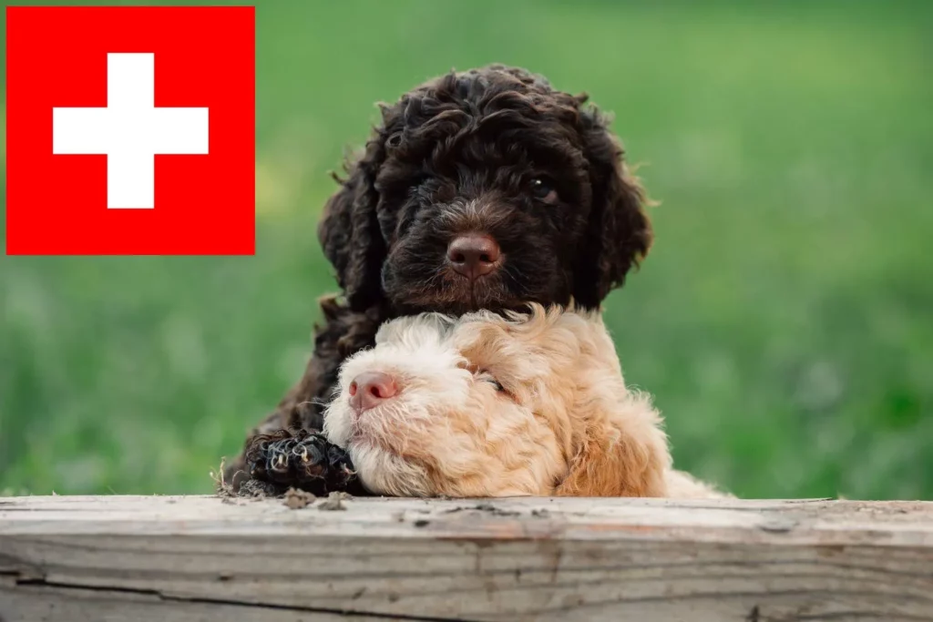 Lagotto Romagnolo Züchter mit Welpen Schweiz