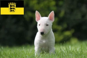 Read more about the article Miniature Bull Terrier Züchter und Welpen in Baden-Württemberg