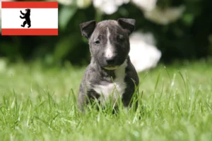 Read more about the article Miniature Bull Terrier Züchter und Welpen in Berlin
