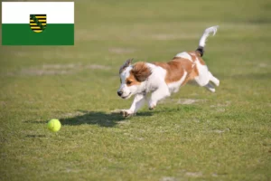 Read more about the article Nederlandse Kooikerhondje Züchter und Welpen in Sachsen