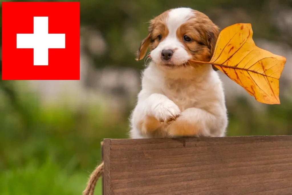 Nederlandse Kooikerhondje Züchter mit Welpen Schweiz