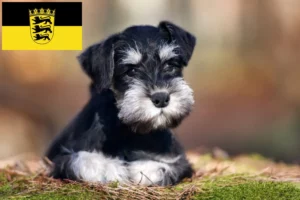 Read more about the article Schnauzer Züchter und Welpen in Baden-Württemberg