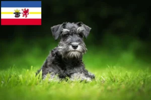 Read more about the article Schnauzer Züchter und Welpen in Mecklenburg-Vorpommern