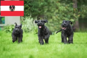 Read more about the article Schnauzer Züchter und Welpen in Österreich