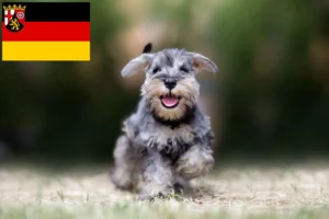 Read more about the article Schnauzer Züchter und Welpen in Rheinland-Pfalz