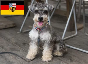 Read more about the article Schnauzer Züchter und Welpen im Saarland