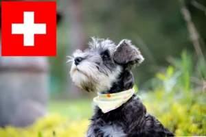 Mehr über den Artikel erfahren Schnauzer Züchter und Welpen in der Schweiz