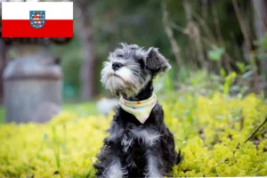 Read more about the article Schnauzer Züchter und Welpen in Thüringen