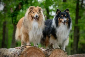 Zwei Shetland Sheepdogs in zobel und tricolor stehen auf abgeholzten Baumstämmen.