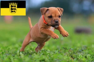 Read more about the article Staffordshire Bull Terrier Züchter und Welpen in Baden-Württemberg
