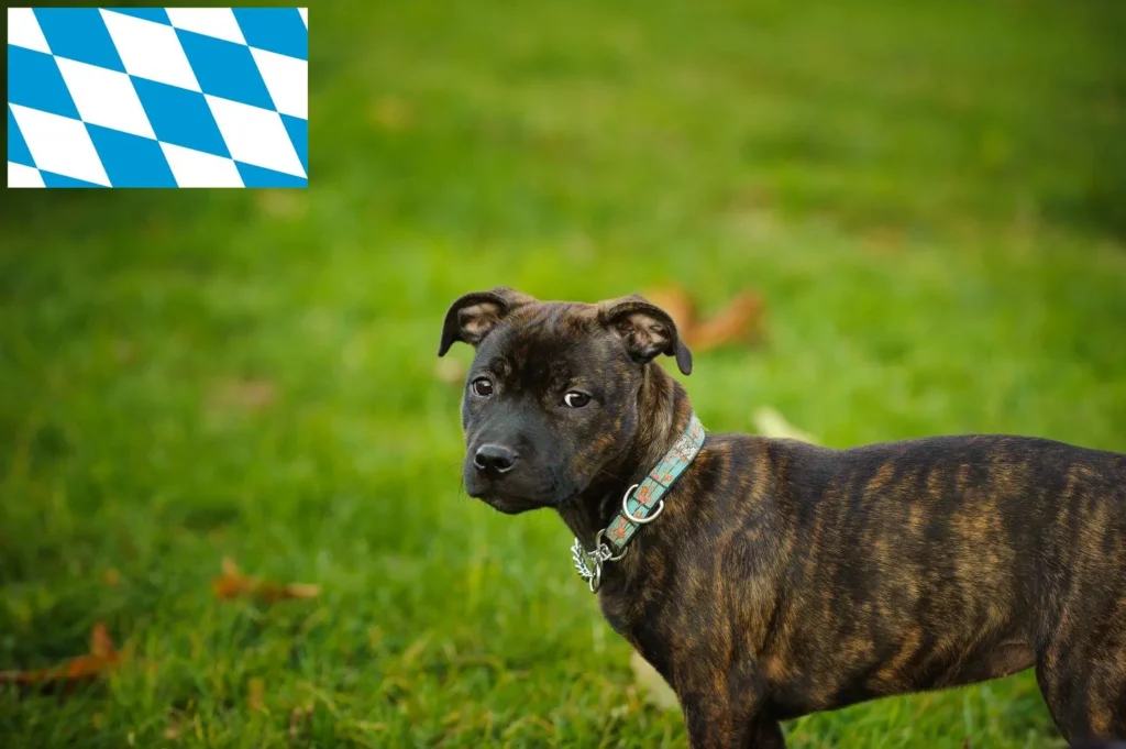 Staffordshire Bull Terrier Züchter mit Welpen Bayern