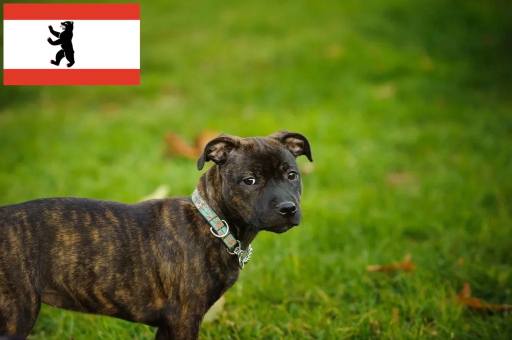Staffordshire Bull Terrier Züchter mit Welpen Berlin
